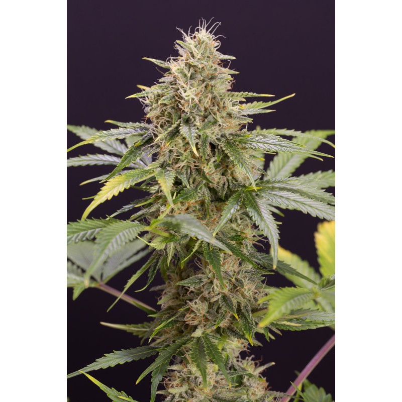 CHOCOLATE MINT OG AUTO · Humboldt Seeds Organization · cannabis seeds · AutoFem