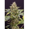 CHOCOLATE MINT OG AUTO · Humboldt Seeds Organization · cannabis seeds · AutoFem