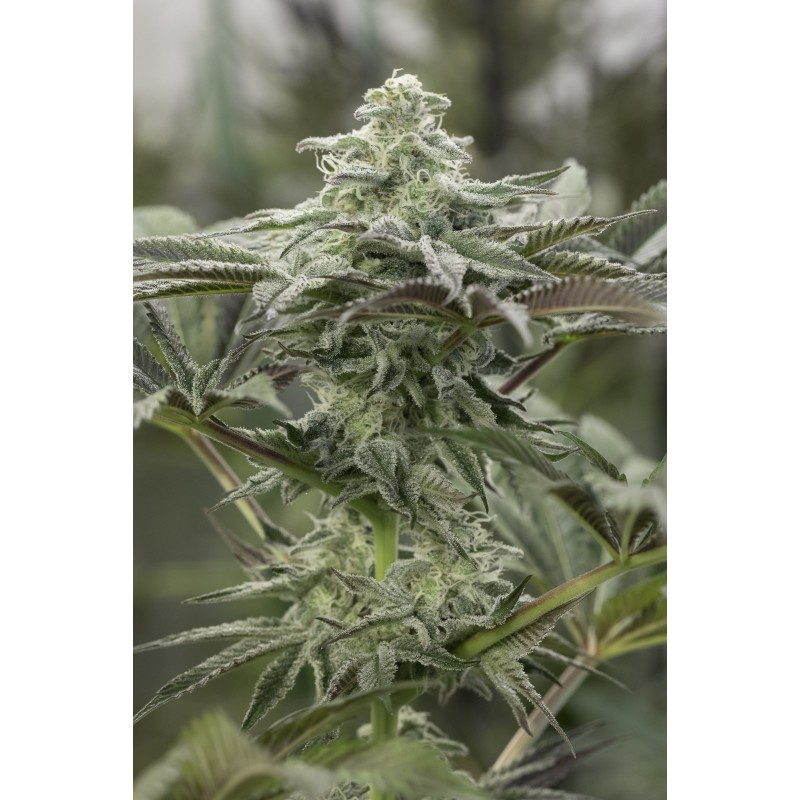 LEMON CITRON · Humboldt Seeds Organization · kenevir tohum · Disi  · Fem