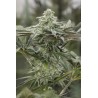 LEMON CITRON · Humboldt Seeds Organization · cannabis seeds · Fem