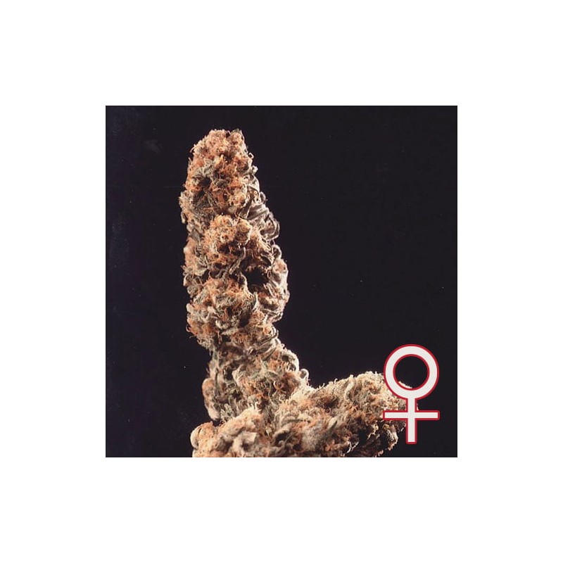 AFGHANI SPECIAL · K.C.Brains Seeds cannabis seeds · Fem