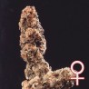 AFGHANI SPECIAL · K.C.Brains Seeds cannabis seeds · kenevir tohum · Disi · Fem