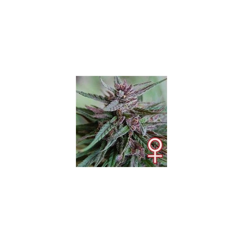 BAHIA BLACK HEAD · K.C.Brains Seeds cannabis seeds · cannabis seeds · Fem