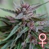 BAHIA BLACK HEAD · K.C.Brains Seeds cannabis seeds · cannabis seeds · Fem