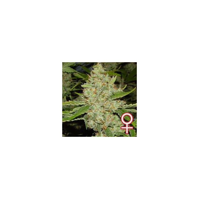 BRAINS CHOICE · K.C.Brains Seeds cannabis seeds · cannabis seeds · Fem
