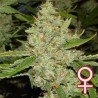 BRAINS CHOICE · K.C.Brains Seeds cannabis seeds · cannabis seeds · Fem