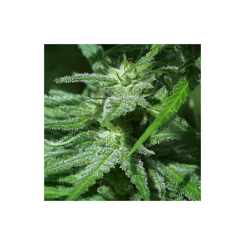 BRAINS DAMAGE · K.C.Brains Seeds · kenevir tohum · Disi · Fem