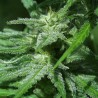 BRAINS DAMAGE · K.C.Brains Seeds · kenevir tohum · Disi · Fem