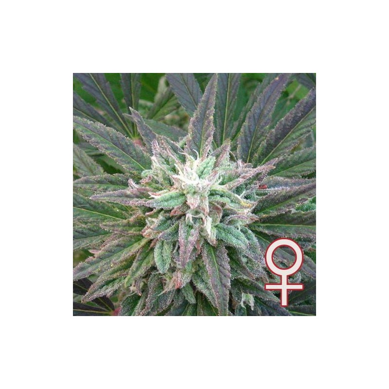 BRAINS ESCAPE · K.C.Brains Seeds · kenevir tohum · Disi · Fem