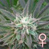BRAINS ESCAPE · K.C.Brains Seeds · kenevir tohum · Disi · Fem