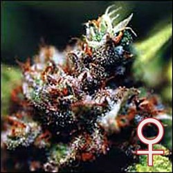 BRASIL · K.C.Brains Seeds ·...