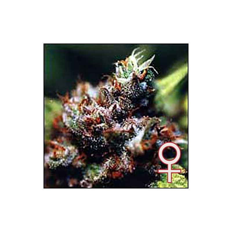 BRASIL · K.C.Brains Seeds · cannabis seeds · Fem