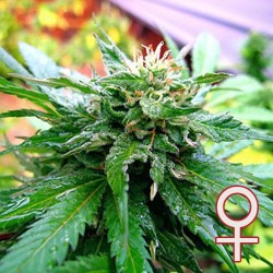 CALIFORNIA SPECIAL ·...