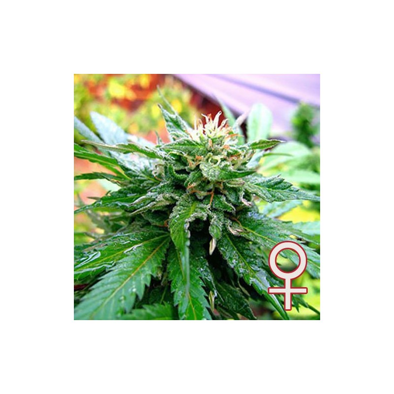 CALIFORNIA SPECIAL · K.C.Brains Seeds · kenevir tohum · Disi · Fem