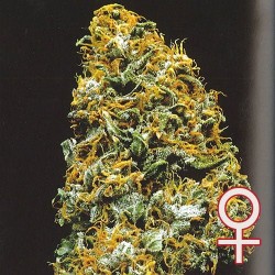 CRISTAL PARADISE ·...