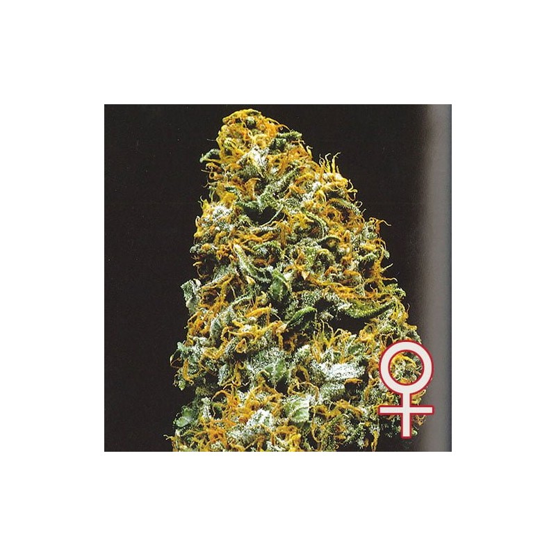 CRISTAL PARADISE · K.C.Brains Seeds · kenevir tohum · Disi · Fem