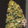 CRISTAL PARADISE · K.C.Brains Seeds · kenevir tohum · Disi · Fem
