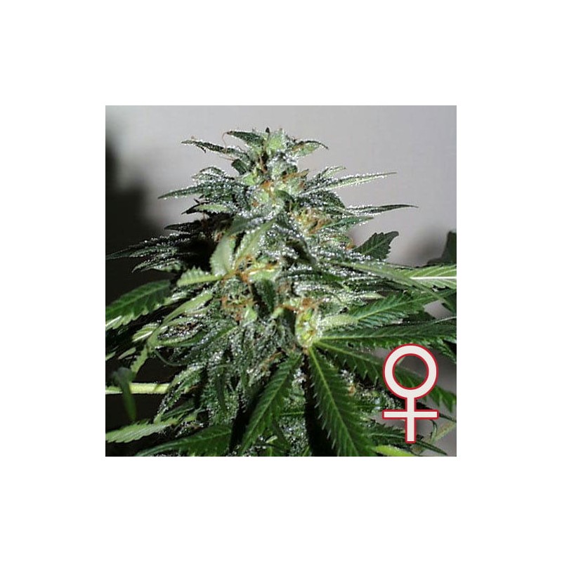 CYBER CRISTAL · K.C.Brains Seeds · kenevir tohum · Disi · Fem