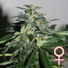 CYBER CRISTAL · K.C.Brains Seeds · kenevir tohum · Disi · Fem