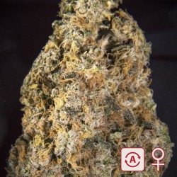 DIAMOND QUEEN KUSH AUTO ·...