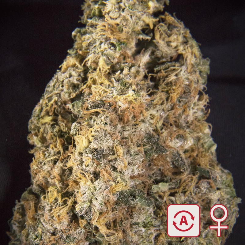 DIAMOND QUEEN KUSH AUTO · K.C.Brains Seeds · cannabis seeds · AutoFem