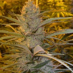 DOUBLE D · K.C.Brains Seeds...