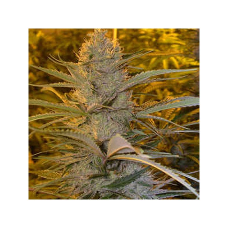 DOUBLE D · K.C.Brains Seeds · cannabis seeds · Fem
