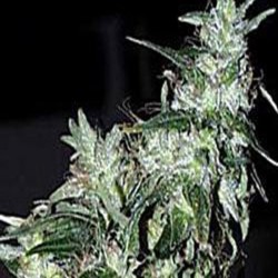HAZE SPECIAL · K.C.Brains...