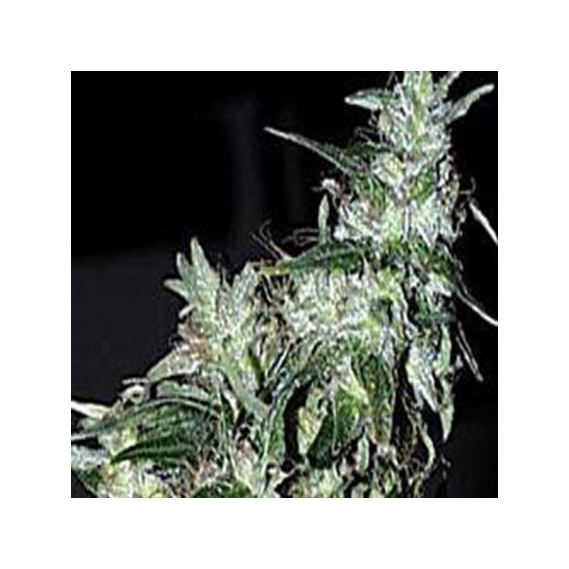 HAZE SPECIAL · K.C.Brains Seeds · cannabis seeds · Fem