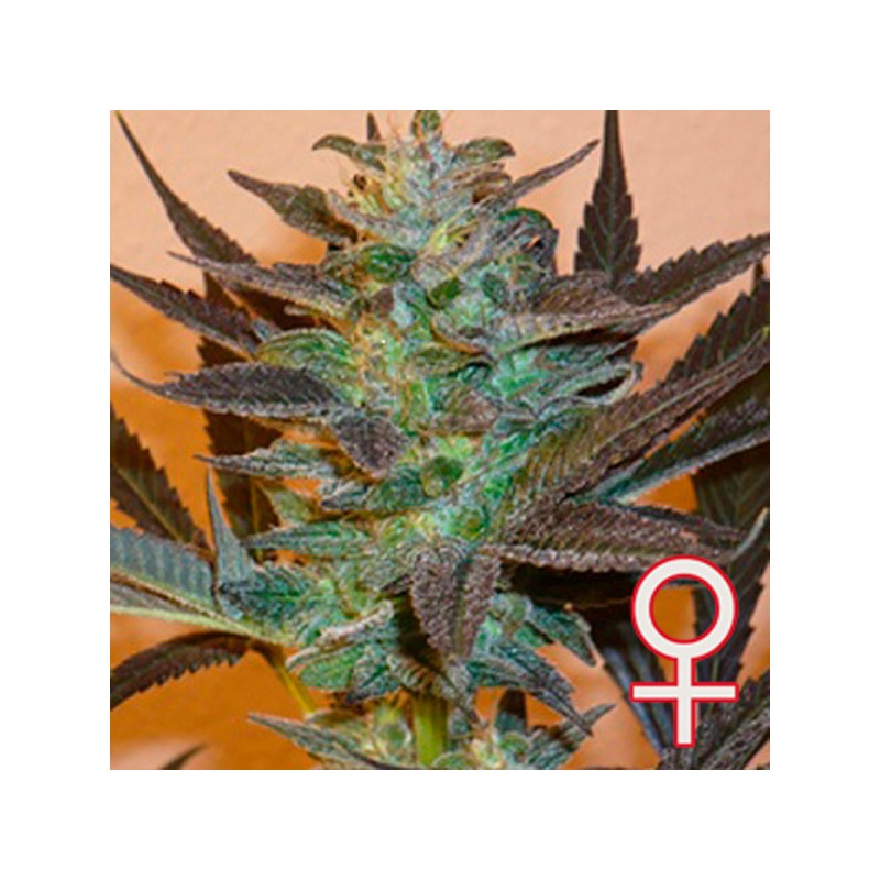 K.C. 48 AUTO · K.C.Brains Seeds · cannabis seeds · AutoFem