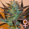 K.C. 48 AUTO · K.C.Brains Seeds · kenevir tohum · Disi · AutoFem
