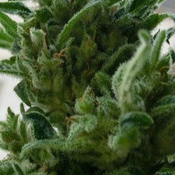 KC33 · K.C.Brains Seeds ·...