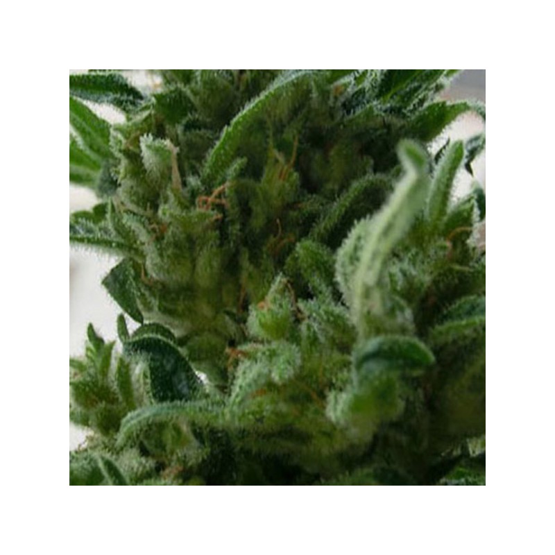 KC33 · K.C.Brains Seeds · cannabis seeds · Fem