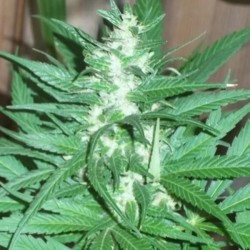 KC 39 · K.C.Brains Seeds ·...