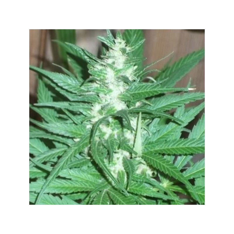 KC 39 · K.C.Brains Seeds · cannabis seeds · Fem