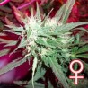 KC 39 · K.C.Brains Seeds · cannabis seeds · Fem