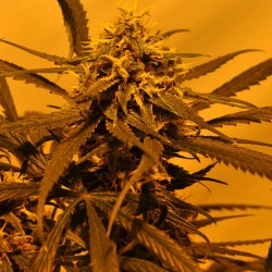 KC 45 AUTO · K.C.Brains...