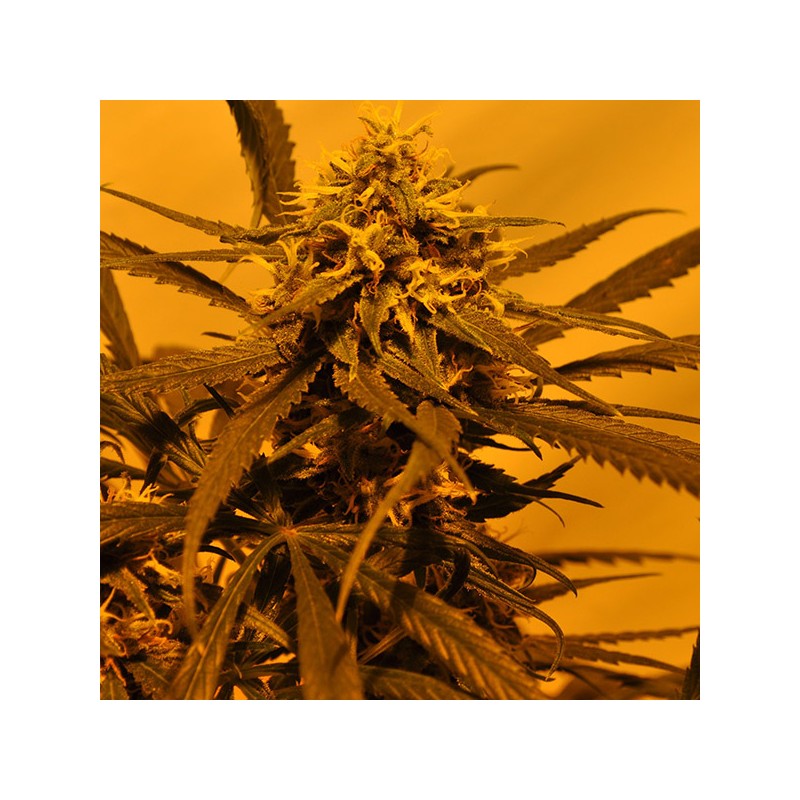 KC 45 AUTO · K.C.Brains Seeds · cannabis seeds · AutoFem