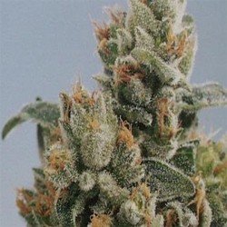 KC36 · K.C.Brains Seeds ·...