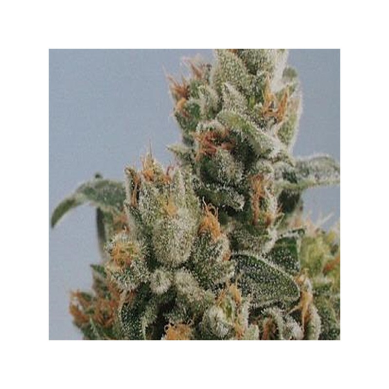 KC36 · K.C.Brains Seeds · cannabis seeds · Fem