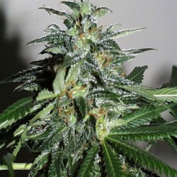 KC42 · K.C.Brains Seeds ·...