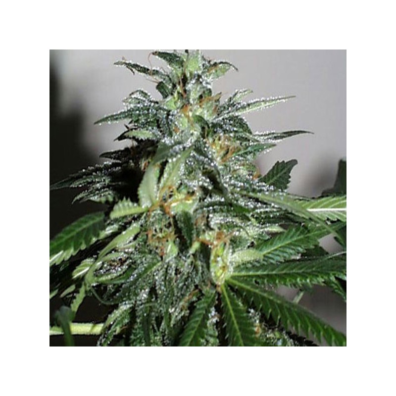 KC42 · K.C.Brains Seeds · cannabis seeds · Fem