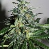 KC42 · K.C.Brains Seeds · cannabis seeds · Fem