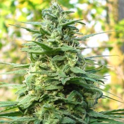 LEDA UNO · K.C.Brains Seeds...