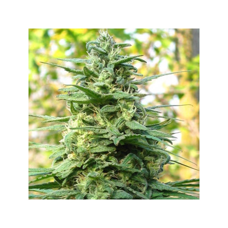 LEDA UNO · K.C.Brains Seeds · cannabis seeds · Fem