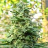 LEDA UNO · K.C.Brains Seeds · kenevir tohum · Disi · Fem