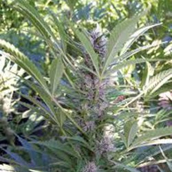 MANGO · K.C.Brains Seeds ·...