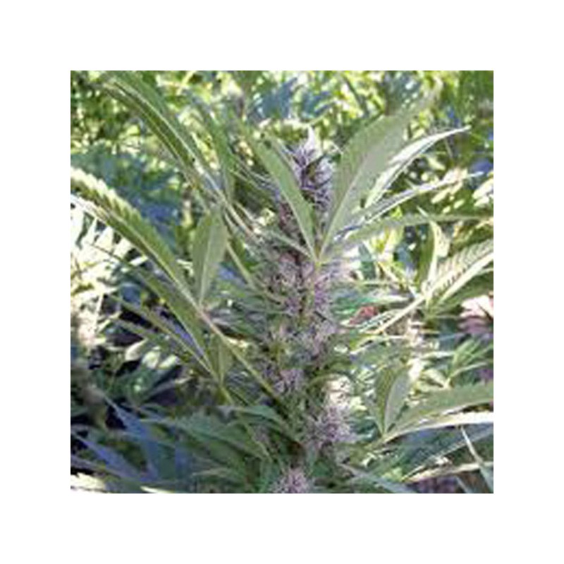 MANGO · K.C.Brains Seeds · cannabis seeds · Fem