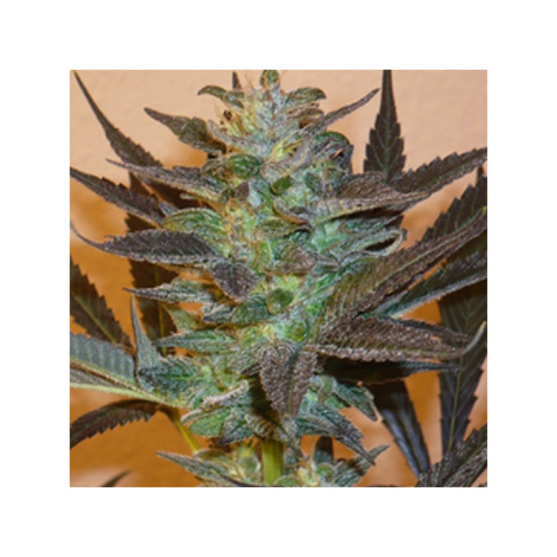 MIND BENDER · K.C.Brains Seeds · cannabis seeds · Fem