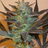 MIND BENDER · K.C.Brains Seeds · cannabis seeds · Fem